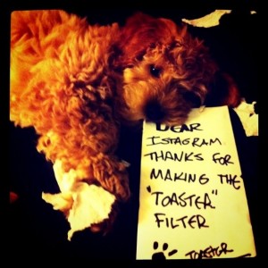 toaster filter instagram